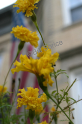 Flowers 2