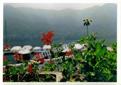 Flowers-and-Boats
